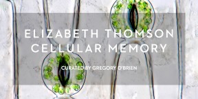 Cellular Memory Elizabeth Thomson Website news thumb