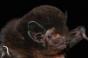 Long tailed bat CREDIT Stuart Parsons3