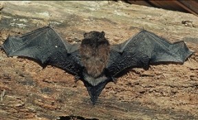 Bats3